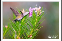 PBKJ7629-FrameShop-2