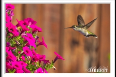 PBKJ7647-FrameShop-2