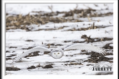 PBKJ9144Header-FrameShop