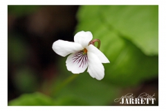 IMG_7757Web