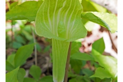IMG_7914
